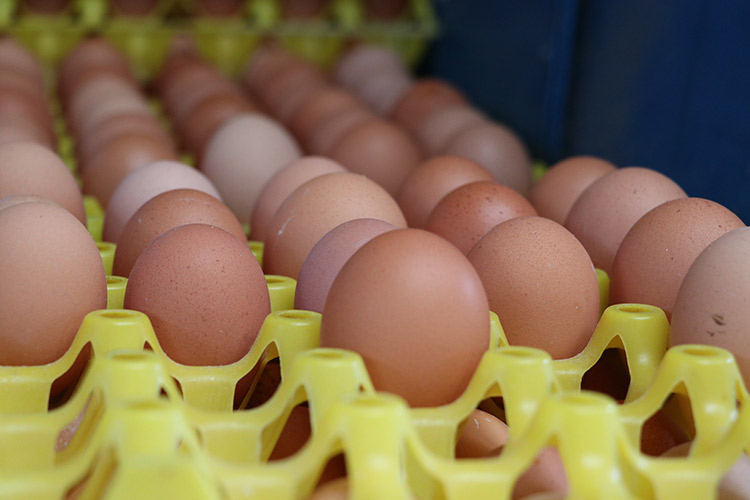 huevos de gallinas ponedoras